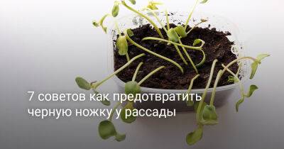 7 советов как предотвратить черную ножку у рассады - botanichka.ru