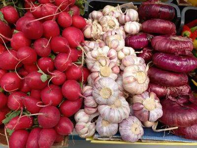 Почему редис древеснеет и становится резким на вкус: 5 правил, чтобы овощ всегда рос нежным и вкусным - belnovosti.by
