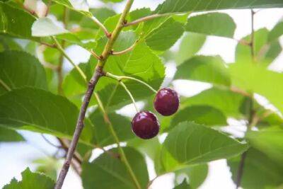 Только на таком удобрении вишня даст крупные ягоды: секреты шикарного урожая - belnovosti.by