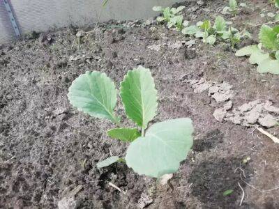 2 важных этапа подкормки рассады капусты: урожай будет на зависть - belnovosti.by