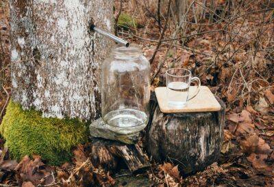 Не березой единой – с каких деревьев весной можно собирать сок - ogorod.ru - Канада
