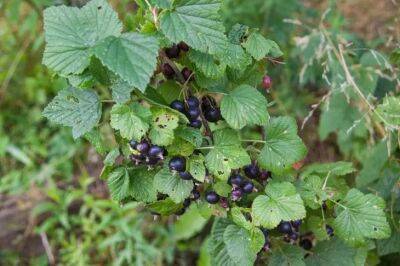 Весенний уход за чёрной смородиной: 3 ошибки, из-за которых может снизиться урожай - belnovosti.by