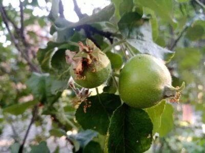 Как собрать богатый урожай яблок: успейте в апреле - belnovosti.by