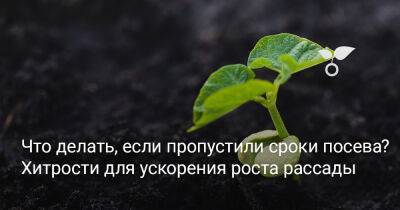Что делать, если пропустили сроки посева рассады? Хитрости для ускорения роста - botanichka.ru