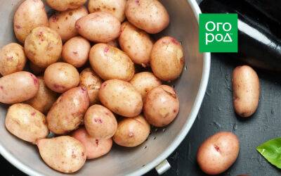 Чем отличается обычная картошка от семенной - ogorod.ru