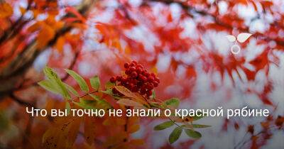 Что вы точно не знали о красной рябине - botanichka.ru
