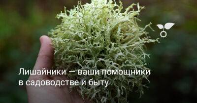 Лишайники — ваши помощники в садоводстве и быту - botanichka.ru