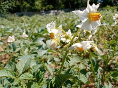 Как избавиться от личинок майского жука и спасти урожай картошки: помогут 4 способа - belnovosti.by