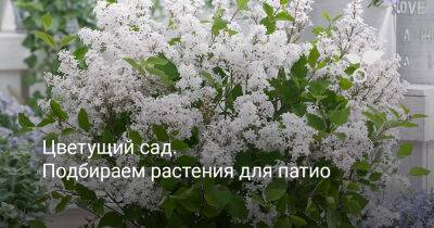 Цветущий сад — подбираем растения для патио - botanichka.ru