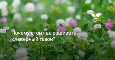 Почему стоит выращивать клеверный газон? - botanichka.ru