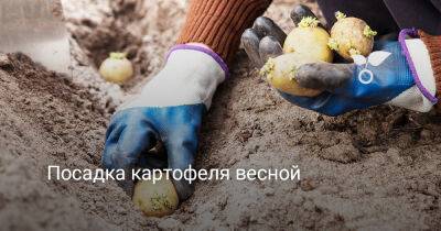 Посадка картофеля весной - botanichka.ru