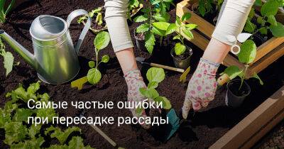 Самые частые ошибки при пересадке рассады - botanichka.ru