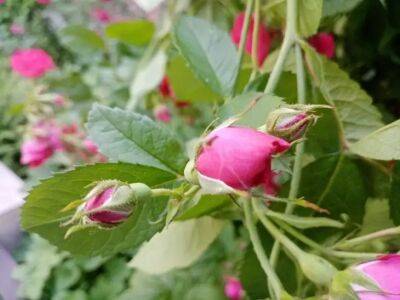 Розы весной: 5 правил ухода за цветами, о которых должен знать каждый - belnovosti.by