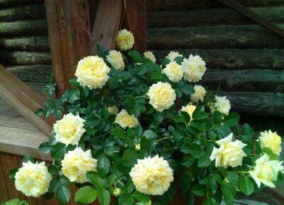 Роза почвопокровная Надя Мейяндекор (Nadia Meillandecor): описание, фото, отзывы - fermilon.ru