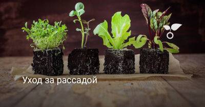 Уход за рассадой по правилам — залог богатого урожая - botanichka.ru
