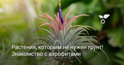 Тилландсии — растения аэрофиты, которые не нуждается в грунте - botanichka.ru