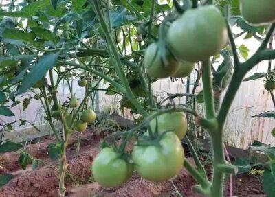 Облейте этим томаты и будете собирать урожай ведрами до поздней осени - belnovosti.by