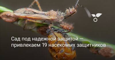 19 насекомых для защиты и здоровья сада — как их привлечь? - botanichka.ru