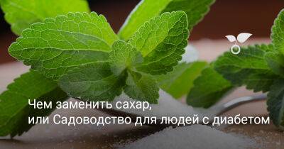 Чем заменить сахар, или Садоводство для людей с диабетом - botanichka.ru - Китай - Россия
