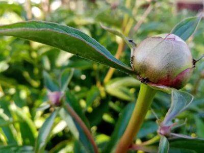 Чем подкормить пионы в мае: секрет пышного цветения - belnovosti.by