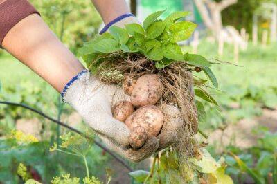 Своя картошка уже в июне: секреты раннего урожая - ogorod.ru