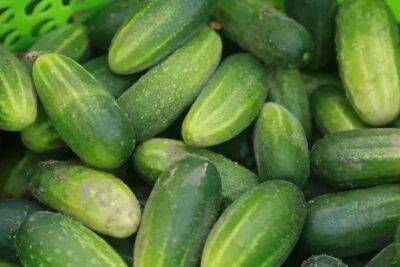 Как получить богатый урожай огурцов: всё, что нужно знать о сорте "Зеленый длинный" - belnovosti.by