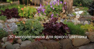 30 многолетников для яркого цветника - botanichka.ru