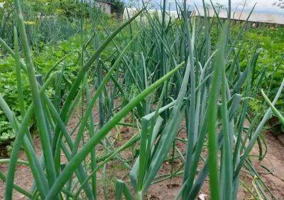 Необычный способ вырастить зеленый лук за неделю: удобно, быстро и просто - belnovosti.by