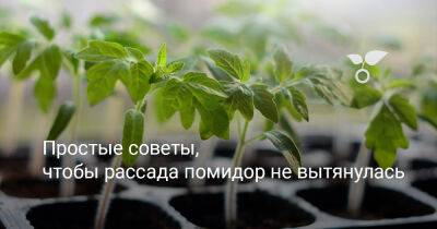 Простые советы, чтобы рассада помидор не вытянулась - botanichka.ru