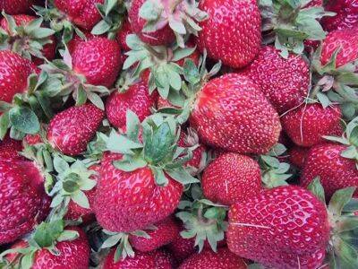 Много ягод и никакой «химии»: 3 безопасных способа повышения урожайности клубники - belnovosti.by