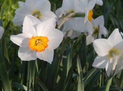 Чем подкормить весной тюльпаны, нарциссы и другие луковичные: секреты шикарного цветения - belnovosti.by