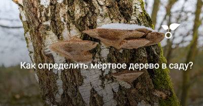 Как определить мёртвое дерево в саду? - botanichka.ru