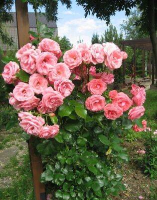 Розы для Ленинградской области: лучшие сорта, плетистые, парковые - fermilon.ru - Ленобласть обл.