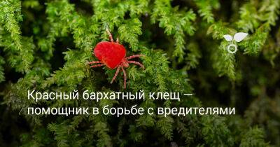 Красный бархатный клещ — помощник в борьбе с вредителями - botanichka.ru
