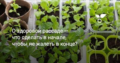 О здоровой рассаде — что сделать в начале, чтобы не жалеть в конце? - botanichka.ru