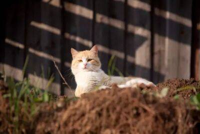 Как защитить огородные культуры и от кошек, и от слизней: вот что нужно внести в почву - belnovosti.by