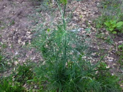 Укроп будет буйно и пышно расти, как сорняк на огороде: 2 совета по выращиванию - belnovosti.by