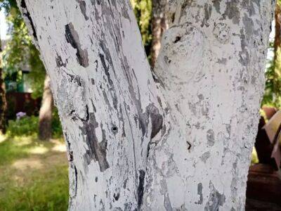 Что деревенские жители используют, чтобы замазать повреждения на коре дерева: в магазине этого средства не найти - belnovosti.by
