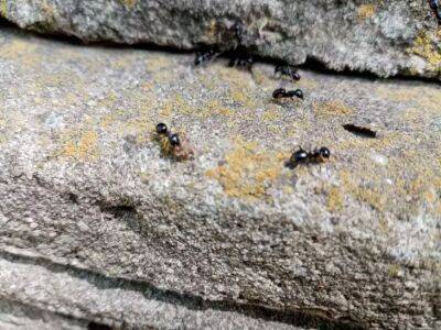 Как избавиться от муравьев: надежный и безвредный способ - belnovosti.by