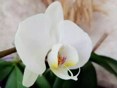 Как использовать активированный уголь, чтобы орхидеи красиво и пышно цвели - belnovosti.by