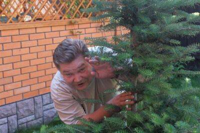 Может ли сосед потребовать спилить дерево? - aif.ru