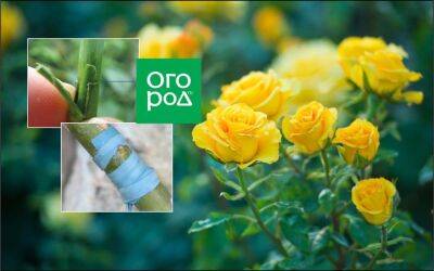 Как размножить розу окулировкой: пошаговая инструкция - ogorod.ru