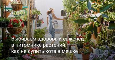 Как выбрать здоровый саженец в питомнике растений? Делимся советами! - botanichka.ru