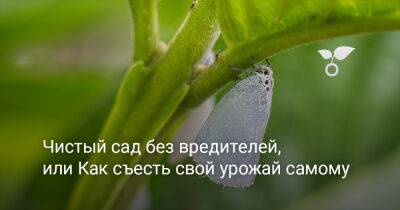 Чистый сад без вредителей, или Как съесть свой урожай самому - botanichka.ru