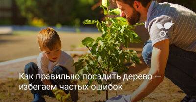 Как правильно посадить дерево — избегаем частых ошибок - botanichka.ru