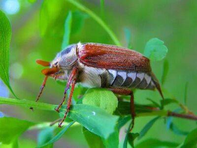 Как защитить растения от майского жука: полезные советы для дачников - belnovosti.by