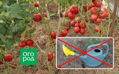 Выращивание томатов без полива по методу Казарина - ogorod.ru - Псков