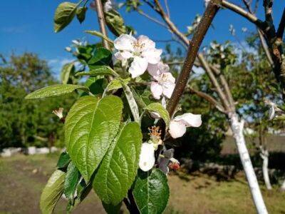 Как реанимировать бутоны и цветки яблони после заморозков: дачная хитрость - belnovosti.by