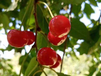 Что делать, если вишня сохнет после цветения: причины и способы спасения дерева - belnovosti.by