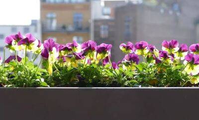 Будут радовать все лето: 5 видов цветов, которые идеальны для балкона - belnovosti.by